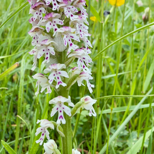 Neotinea ustulata